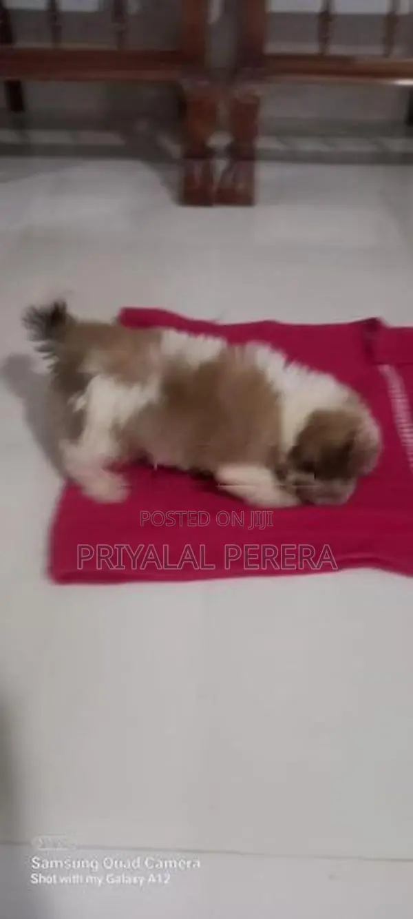 Terrier Puppies