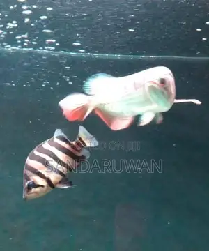 Indo Tiger Crossneck Crossbelly
