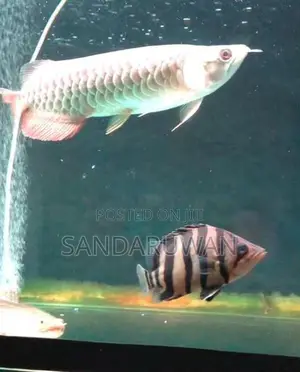 Indo Tiger Crossneck Crossbelly