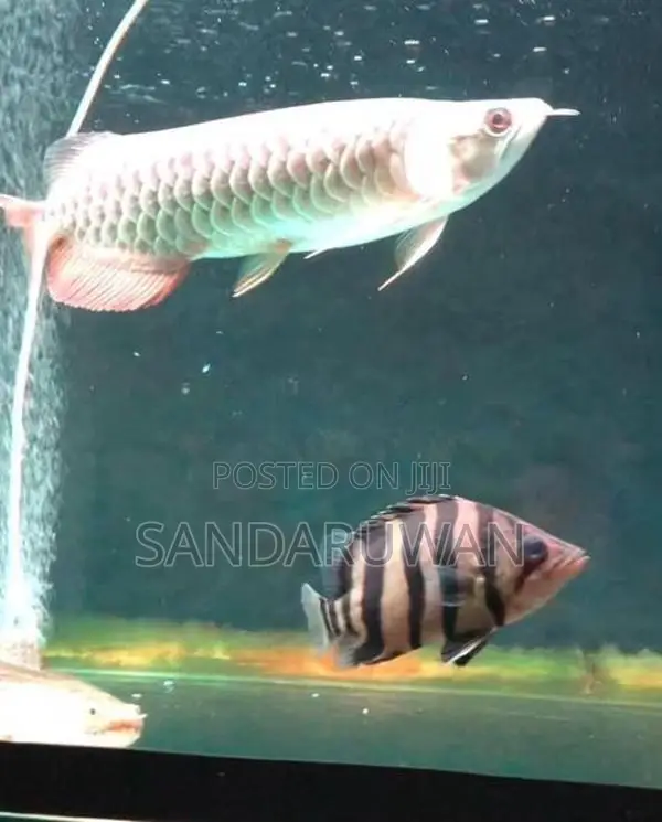 Indo Tiger Crossneck Crossbelly