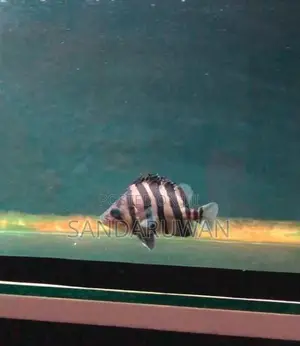 Indo Tiger Crossneck Crossbelly