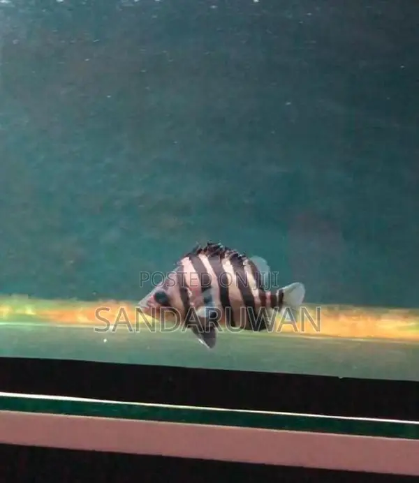 Indo Tiger Crossneck Crossbelly