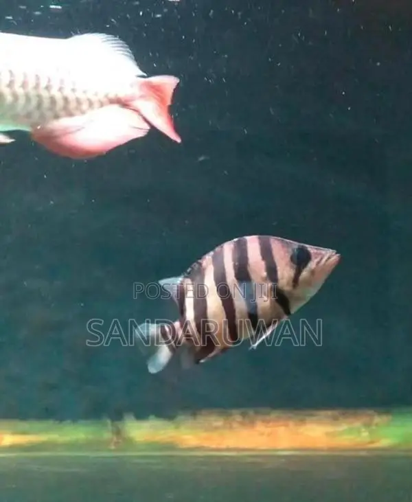 Indo Tiger Crossneck Crossbelly