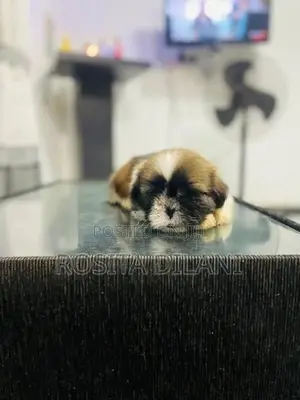Shih Tzu Puppies