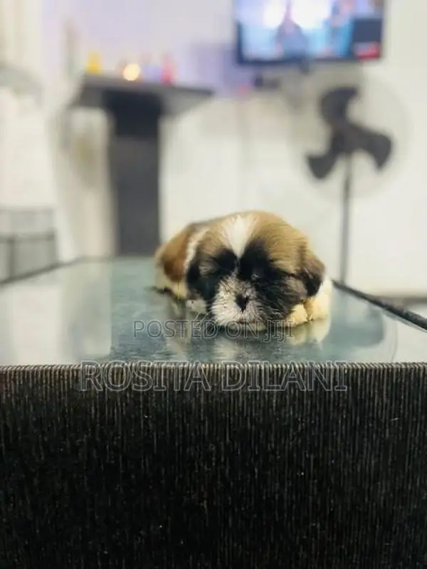 Shih Tzu Puppies