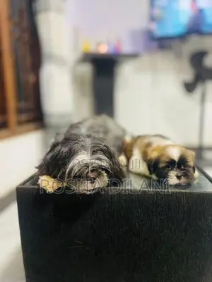 Shih Tzu Puppies