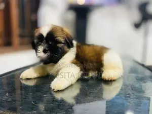 Shih Tzu Puppies