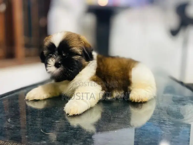 Shih Tzu Puppies
