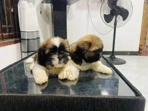 Shih Tzu Puppies