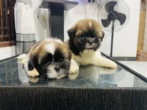Shih Tzu Puppies