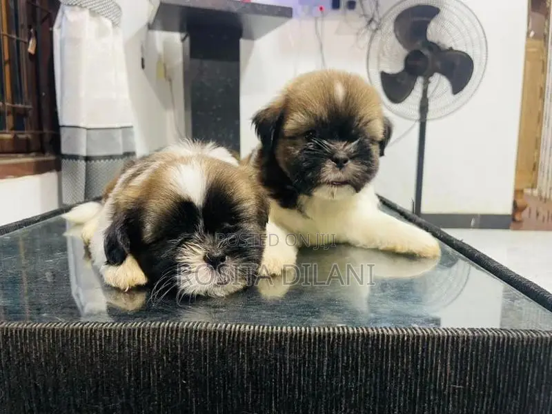 Shih Tzu Puppies