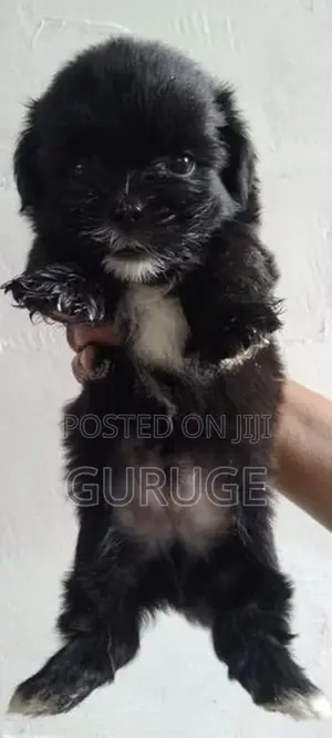 Shih Tzu Puppy