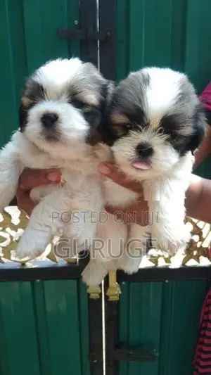 Shih Tzu Puppies