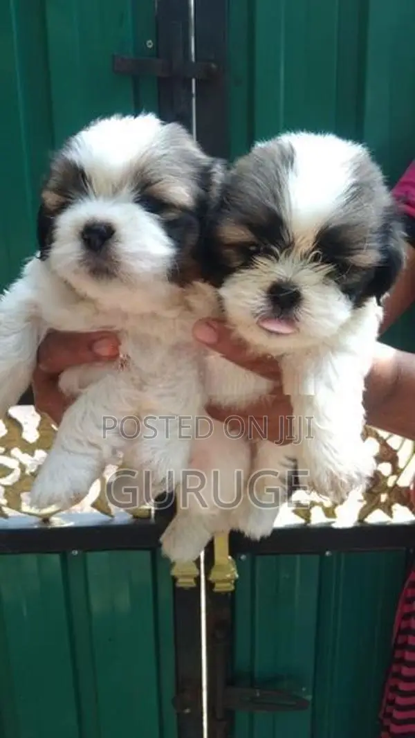 Shih Tzu Puppies