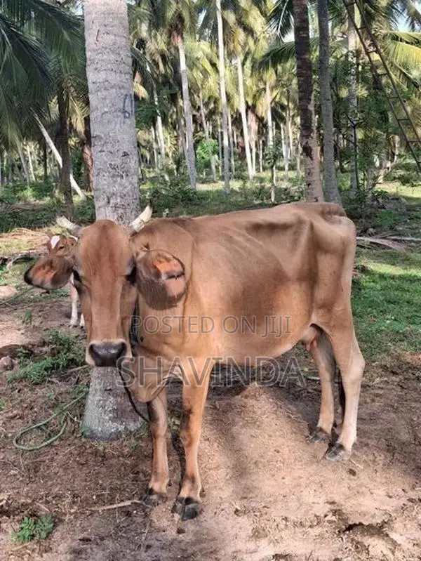 Farm Cows