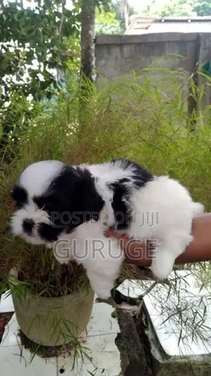 Shih Tzu Puppies