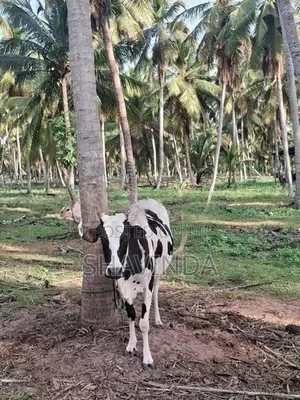 Farm Cows