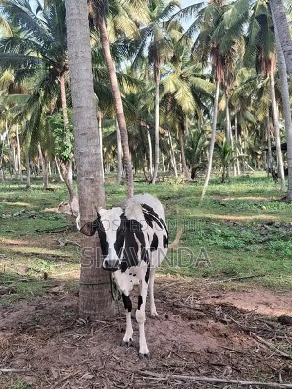 Farm Cows