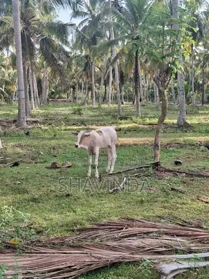 Farm Cows