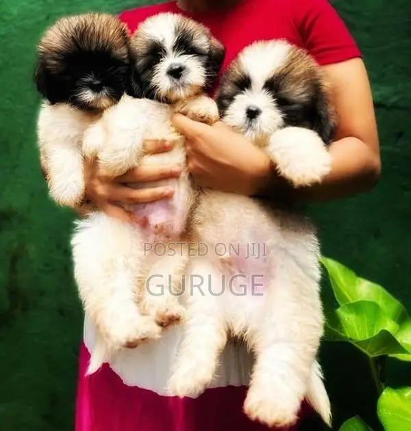Shih Tzu Puppies