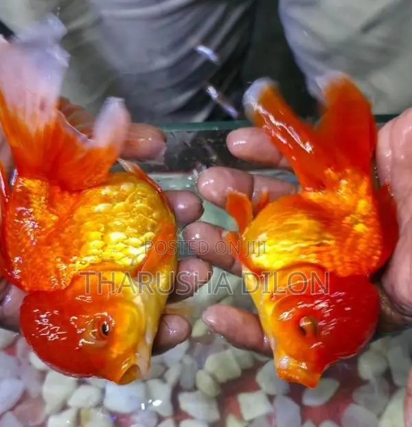 Gold Fish Oranda