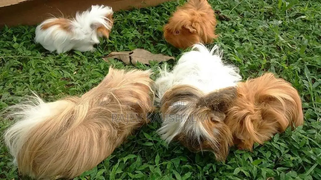 Long Hair Guinea Pigs