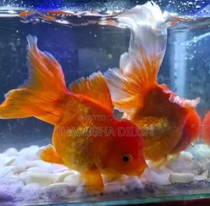 Gold Fish Oranda