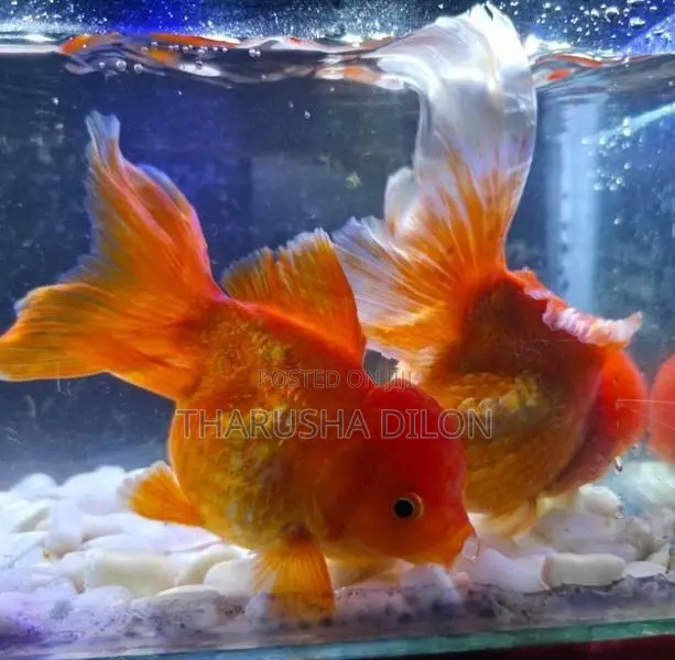 Gold Fish Oranda