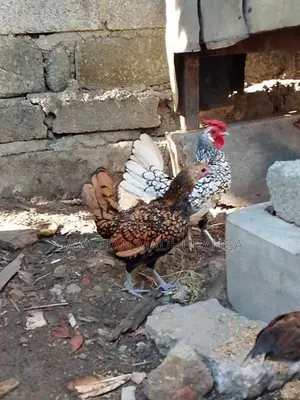 Aseel Rooster