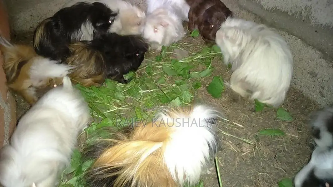 Long Hair Guinea Pigs