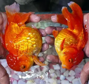 Gold Fish Oranda
