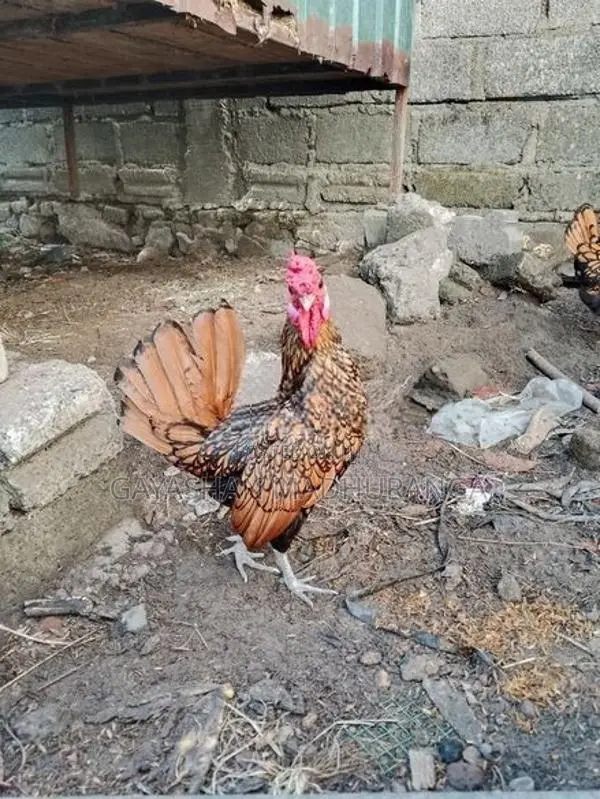 Aseel Rooster