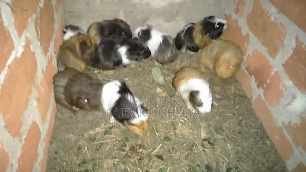 Long Hair Guinea Pigs