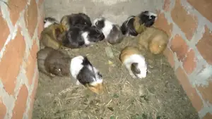 Long Hair Guinea Pigs