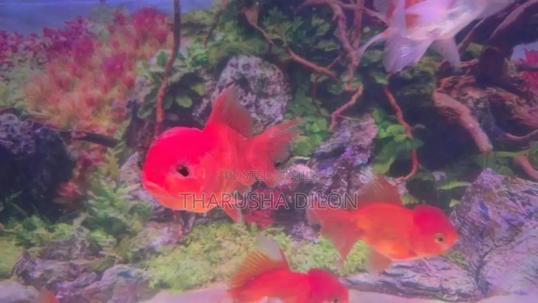 Gold Fish Oranda