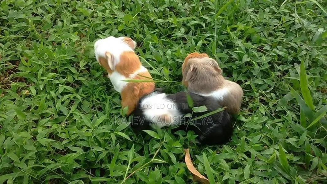 Long Hair Guinea Pigs