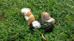 Long Hair Guinea Pigs