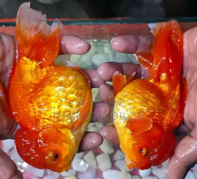 Gold Fish Oranda