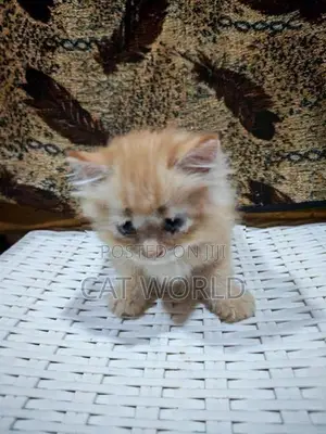 Persian Cats