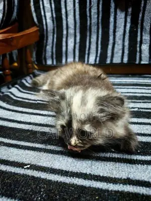 Persian Cats