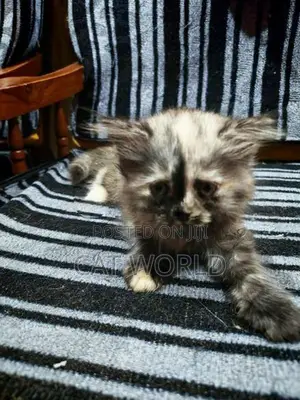 Persian Cats