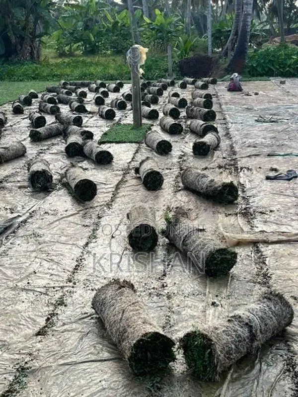 Malaysian Grass Carpet