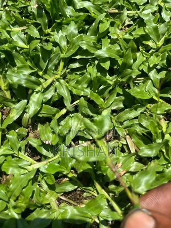 Malaysian Grass Carpet