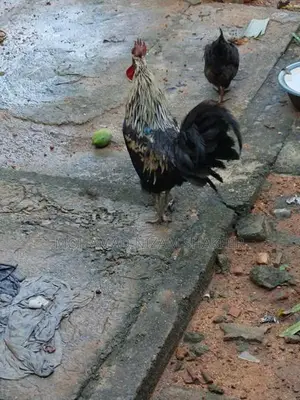ගම් කුකුළෙකු