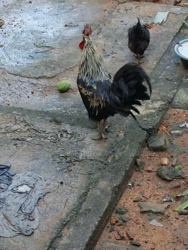 ගම් කුකුළෙකු