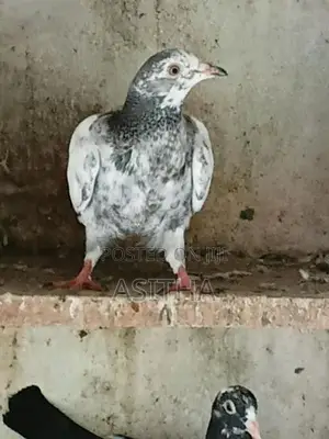Pigeons