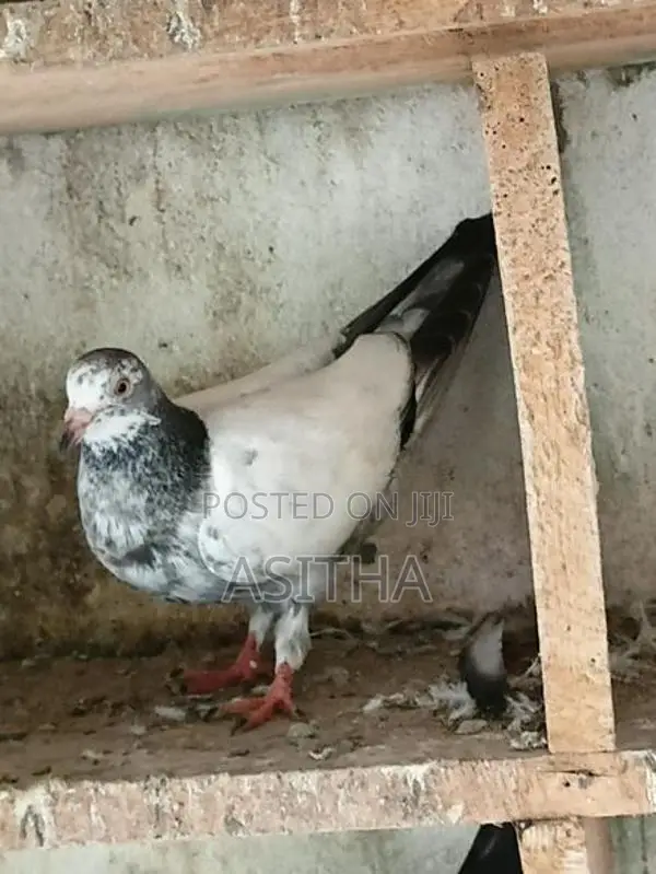 Pigeons