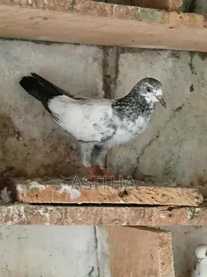Pigeons