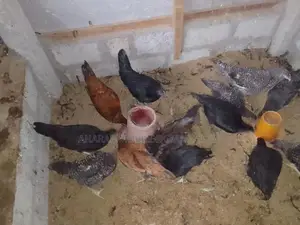 கோழிகள்