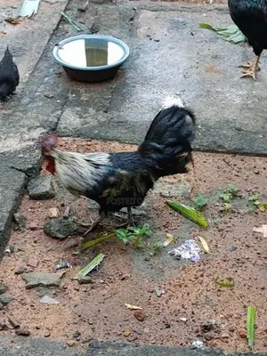 ගම් කුකුළෙකු